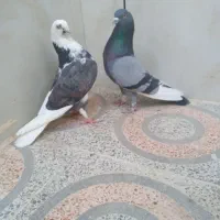 کبوتر شازده  ابلق سبز تهرونی  اصل|پرنده|اصفهان, کوی امیریه|دیوار