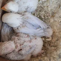 پرنده طوطی کوتوله برزیلی سیراف|پرنده|بندر کنگان, |دیوار