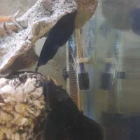 بلک گوست،دانیو،پنکوسی