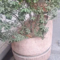 نیازمند خانم جهت نظافت