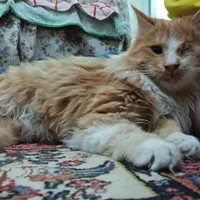 گمشده