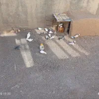 ۳۲تاکفترپرشی وجفتگاه ارزون|پرنده|سبزوار, هویزه|دیوار