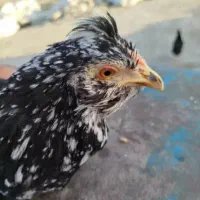 تخم نطفه دار گلین|حیوانات مزرعه|اسلام‌شهر, مطهری|دیوار