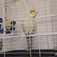 فروش عروس هلندی نر یک و نیم ساله