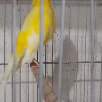 قناری دورگ فر