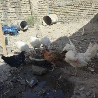 جوجه مرغ و باغلمون 3ماهه