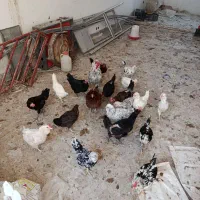 مرغ تخمگذار