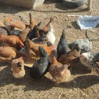 مرغ محلی|حیوانات مزرعه|محمدبار, |دیوار