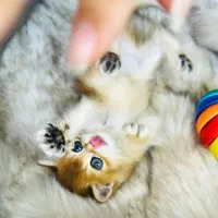 مجـ     موعه پر و    رش گـ ربه