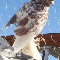 ۲۰ تای کفتر  نهاوند