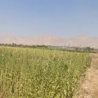 زمین کشاورزی جاده کارخانه سیمان استهبان نشهر|فروش زمین و ملک کلنگی|رونیز, |دیوار