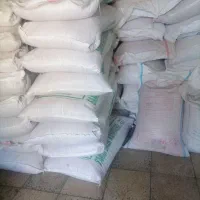 گندم بذر ترابی دانش حیدری