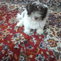 واگذاری دوقلاده سگ شیتزو تریل نر وماده بالغ|سگ|مشهد, علی آباد|دیوار