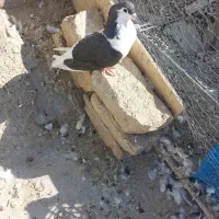 کبوترپلاس|پرنده|قم, شاه احمد قاسم|دیوار