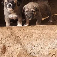 توله سگ سرابی