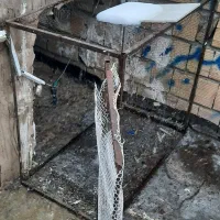 قفس طوری کفتر