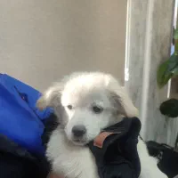 سگ پا کوتاه