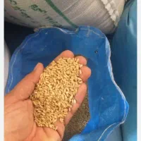 فروش بذر گندم وجو|عمده‌فروشی|ماهیدشت, |دیوار