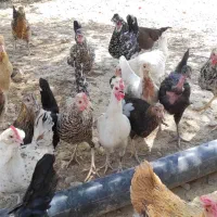 مرغ و خروس محلی گلین|حیوانات مزرعه|دوگنبدان, |دیوار