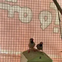 چند جفت  فنچ اروپایی و نژاد های مختلف