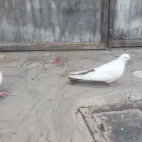 معاوضعه با سفید ماده