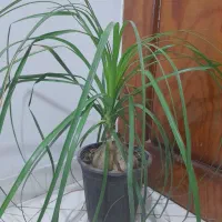 گل و گیاه، گل زیبای لیندا|گل و گیاه طبیعی|رشت, رشتیان|دیوار