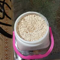 بذر یا دانه خیار محلی جهت کاشتن|گل و گیاه طبیعی|رشت, حمیدیان|دیوار