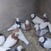 کبوتر طوقی|پرنده|شال, |دیوار