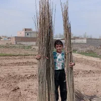 صنوبر کف بر