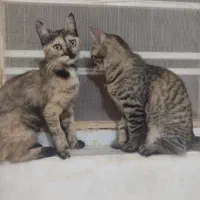 گمشده