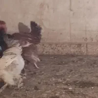 مرغ دیلگونی دزدیده شده|حیوانات|بهبهان, |دیوار