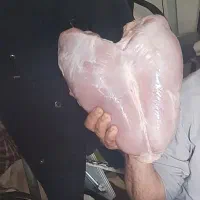 بوقلمون بیوتیک|حیوانات مزرعه|چهاردولی, |دیوار