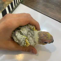 «جفت مولد خورشیدی با جوجه» کاسکو راهب شاه طوطی|پرنده|تهران, جیحون|دیوار