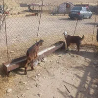 یک عدد بز با دوبی درجه یک