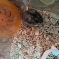 همستر کمپل|موش و خرگوش|تهران, خاوران|دیوار