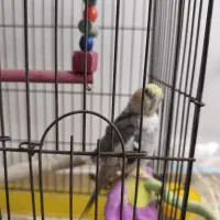 عروس هلندی ماده