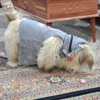 سگ پاکوتاه نر شیتزو