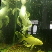 ماهی کوی سوپر باله|ماهی|کاشمر, |دیوار