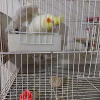 جوجه عروس هلندی با جفت|پرنده|ایرانشهر, |دیوار