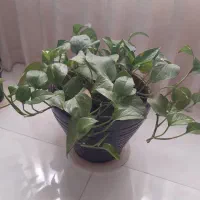 تعدادی گل وگلدان  سرحال و شاداب