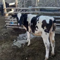 گاو و گوساله پنچ ماه|حیوانات مزرعه|گرگان, |دیوار