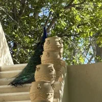 طاووس هندی