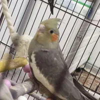 عروس هلندی ماده