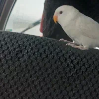 کوتوله مارال