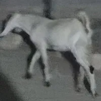 تیشترماده|حیوانات مزرعه|خورموج, |دیوار