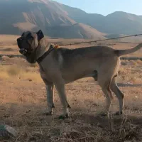 واگذاری سگ سرابی