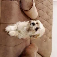 سگ شیتزو تریر