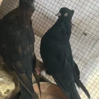 ۸تا زاغ چشمنوک سفید درجه یک|پرنده|شاهینشهر, پاسداران|دیوار