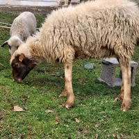 گوسفندهمراه  بره نر