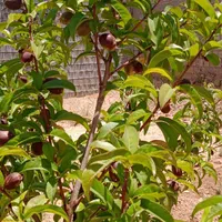 فروش باغ ۱۰۰۰متری سیخ دارنگون|فروش دفتر صنعتی، کشاورزی، تجاری|شیراز, محراب|دیوار